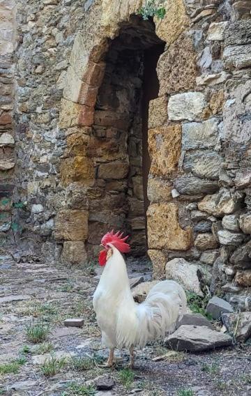 Casa Rural Vilaspasa, Alquiler Integro Gotarta المظهر الخارجي الصورة